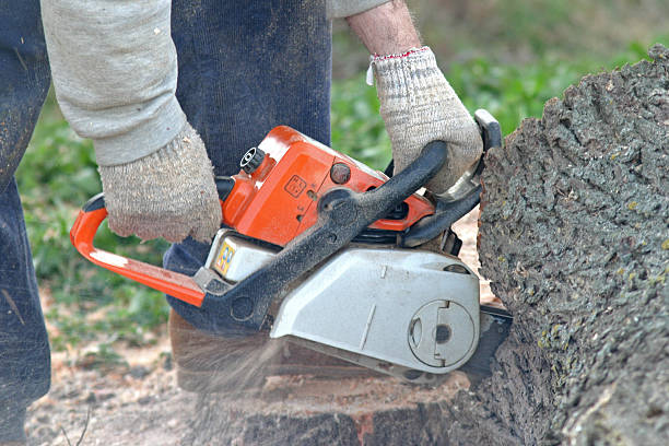 Tree and Shrub Care in Big Rock, IL