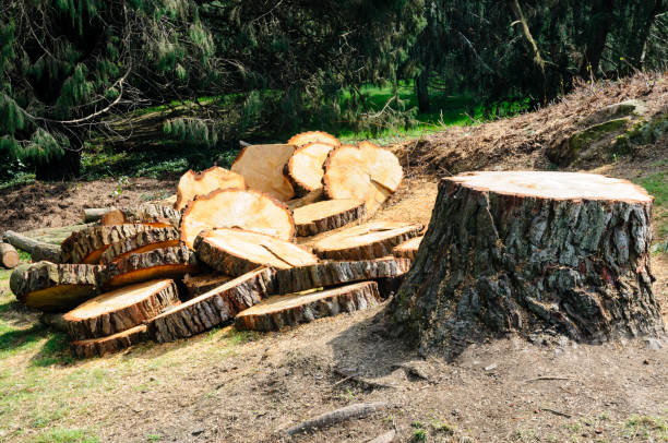 How Our Tree Care Process Works  in  Big Rock, IL